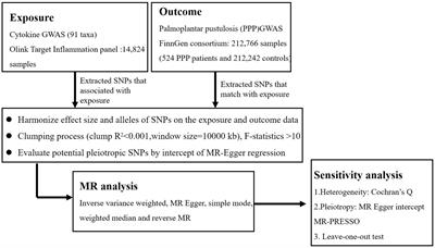Associations of inflammatory cytokines with palmoplantar pustulosis: a bidirectional Mendelian randomization study